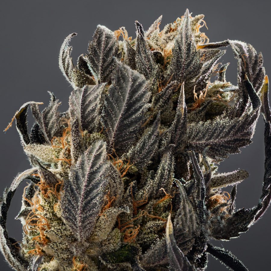 Cafe Cannabis And Fine Edibles Toronto Dispensary Cafe Cannabis And Fine Edibles Toronto Dispensary