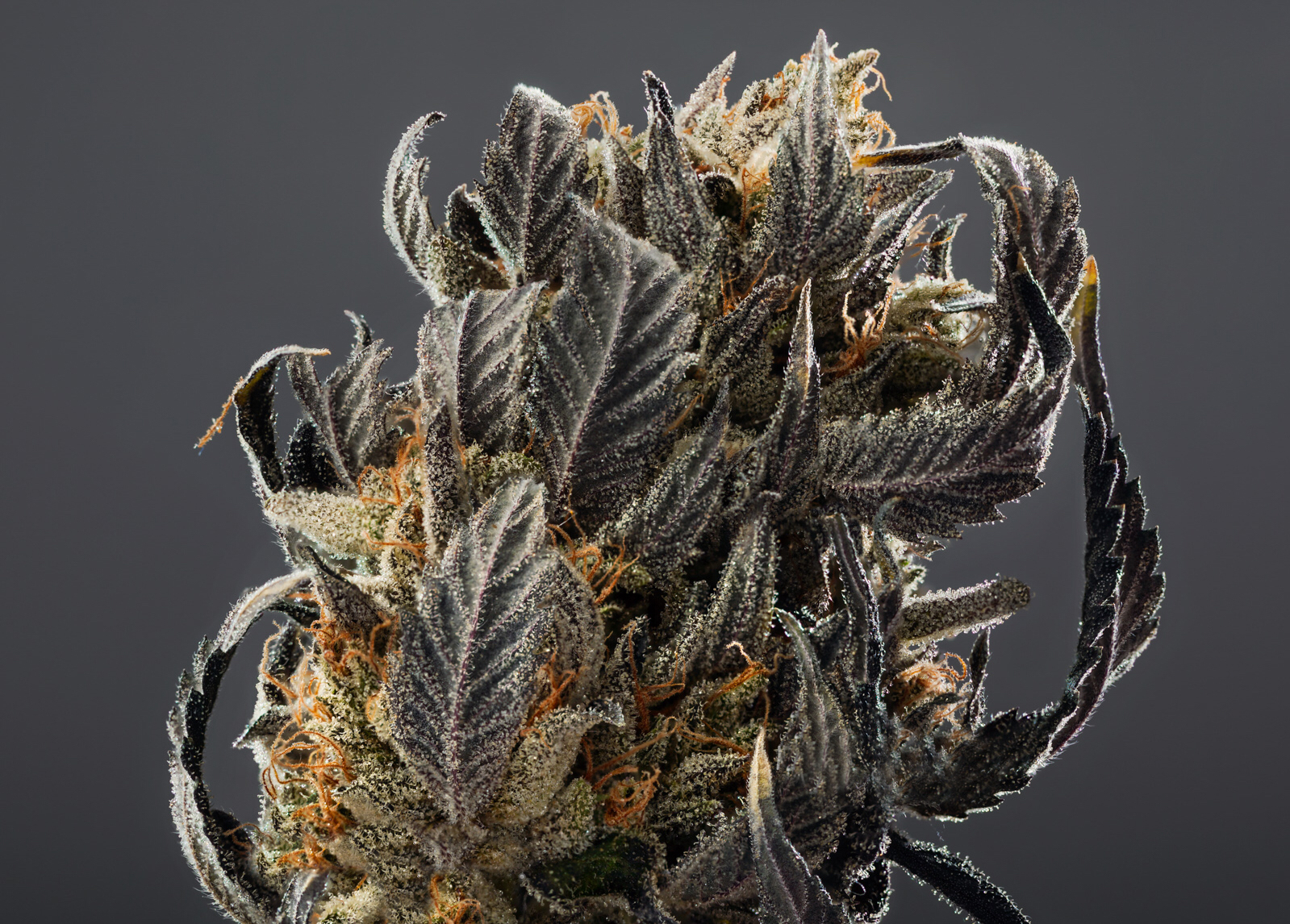 Cafe Shop Cannabis And Fine Edibles Cafe Shop Cannabis And Fine Edibles