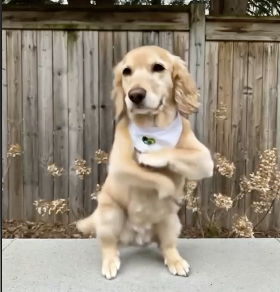 AI Purlic Pup Cup
