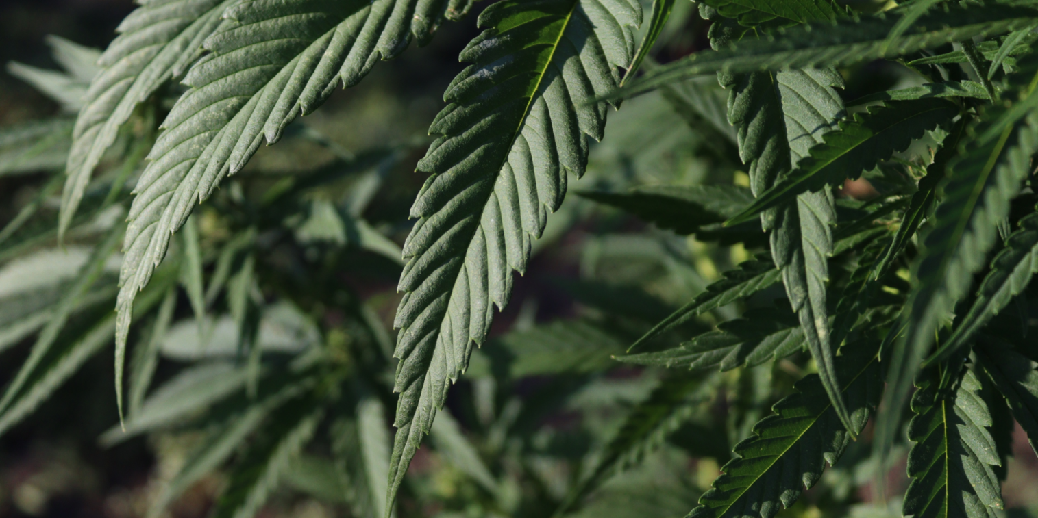 weed delivery Toronto