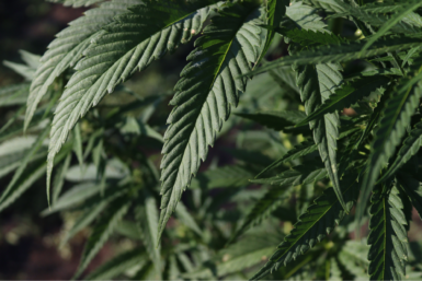 weed delivery Toronto