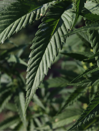 weed delivery Toronto