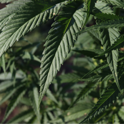 weed delivery Toronto