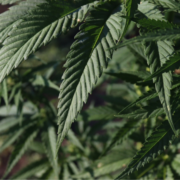 weed delivery Toronto