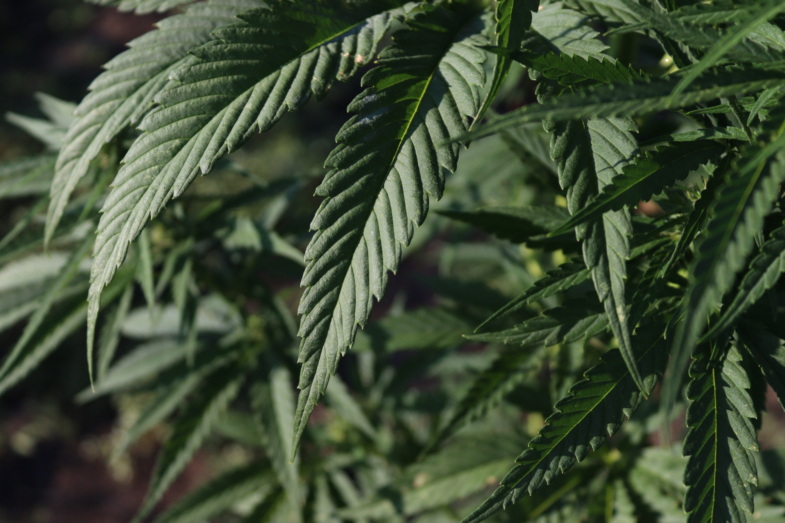 weed delivery Toronto