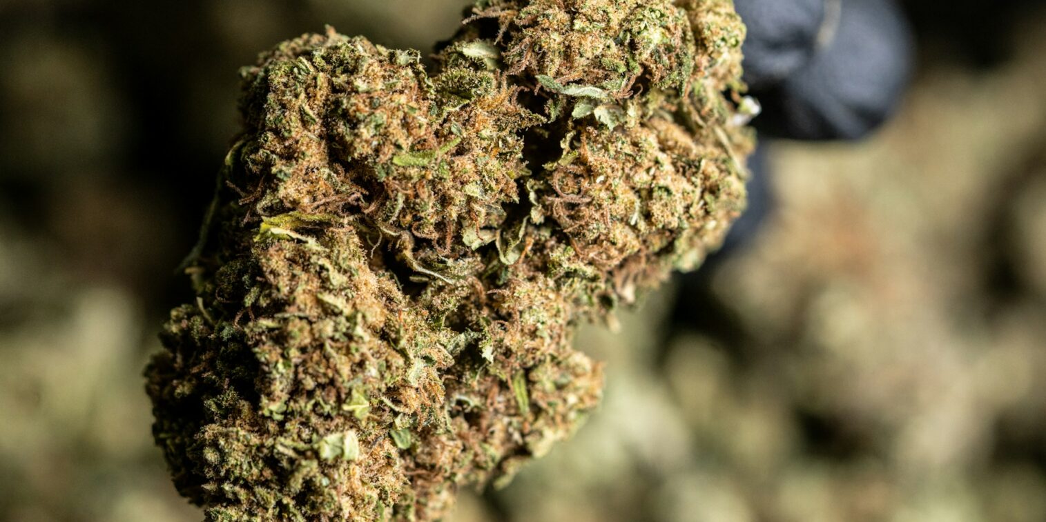 marihuana dispensary for world cup in toronto