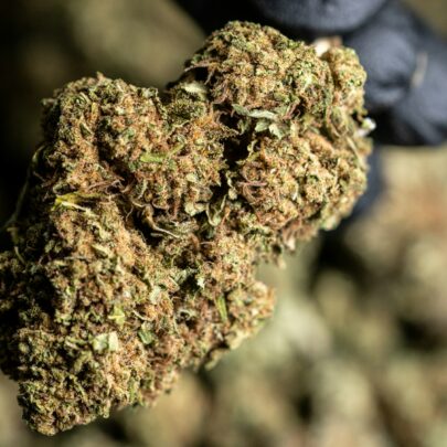 marihuana dispensary for world cup in toronto