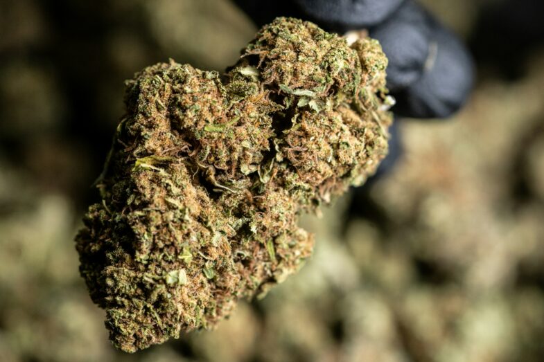 marihuana dispensary for world cup in toronto