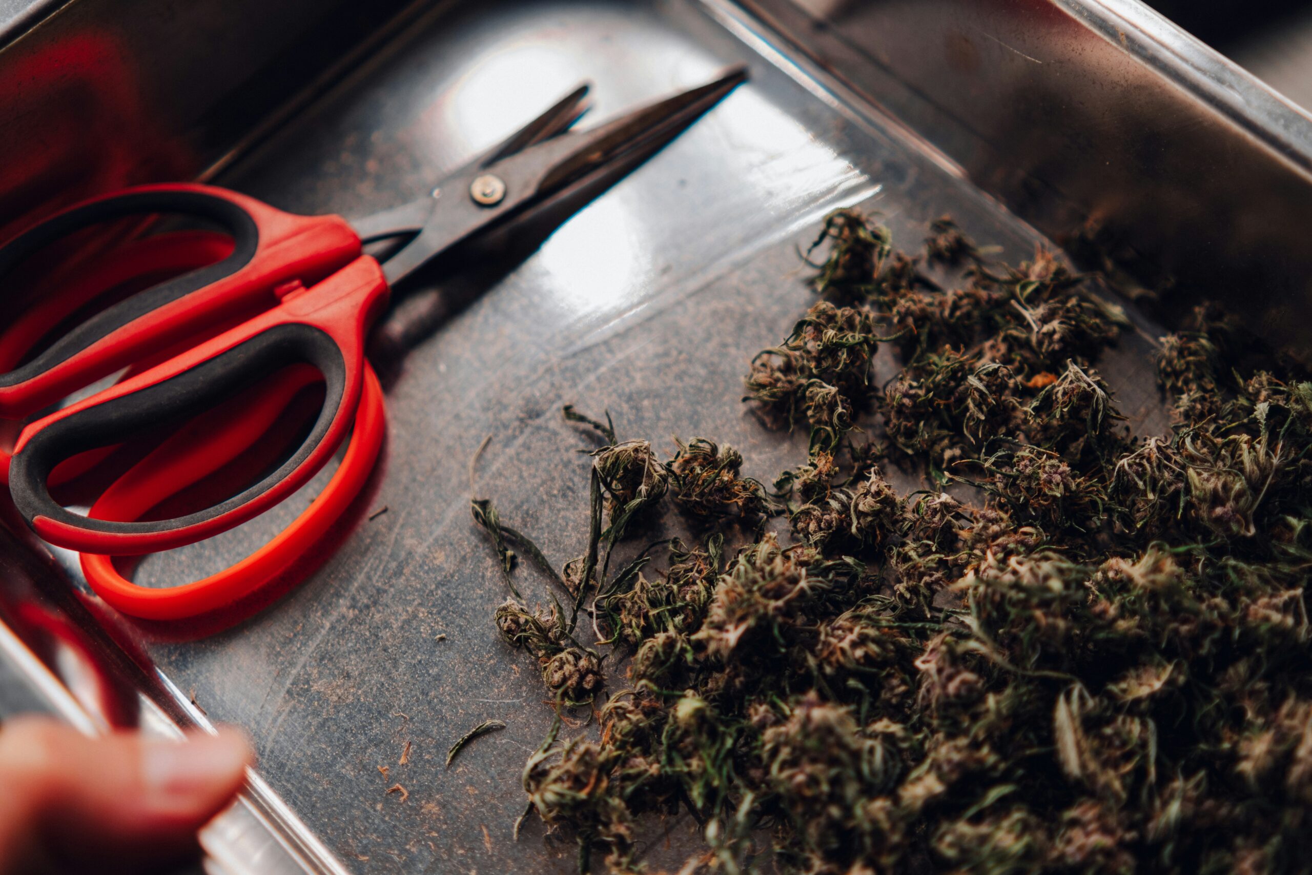 weed delivery in Danforth Toronto