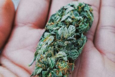 weed delivery U of T Toronto