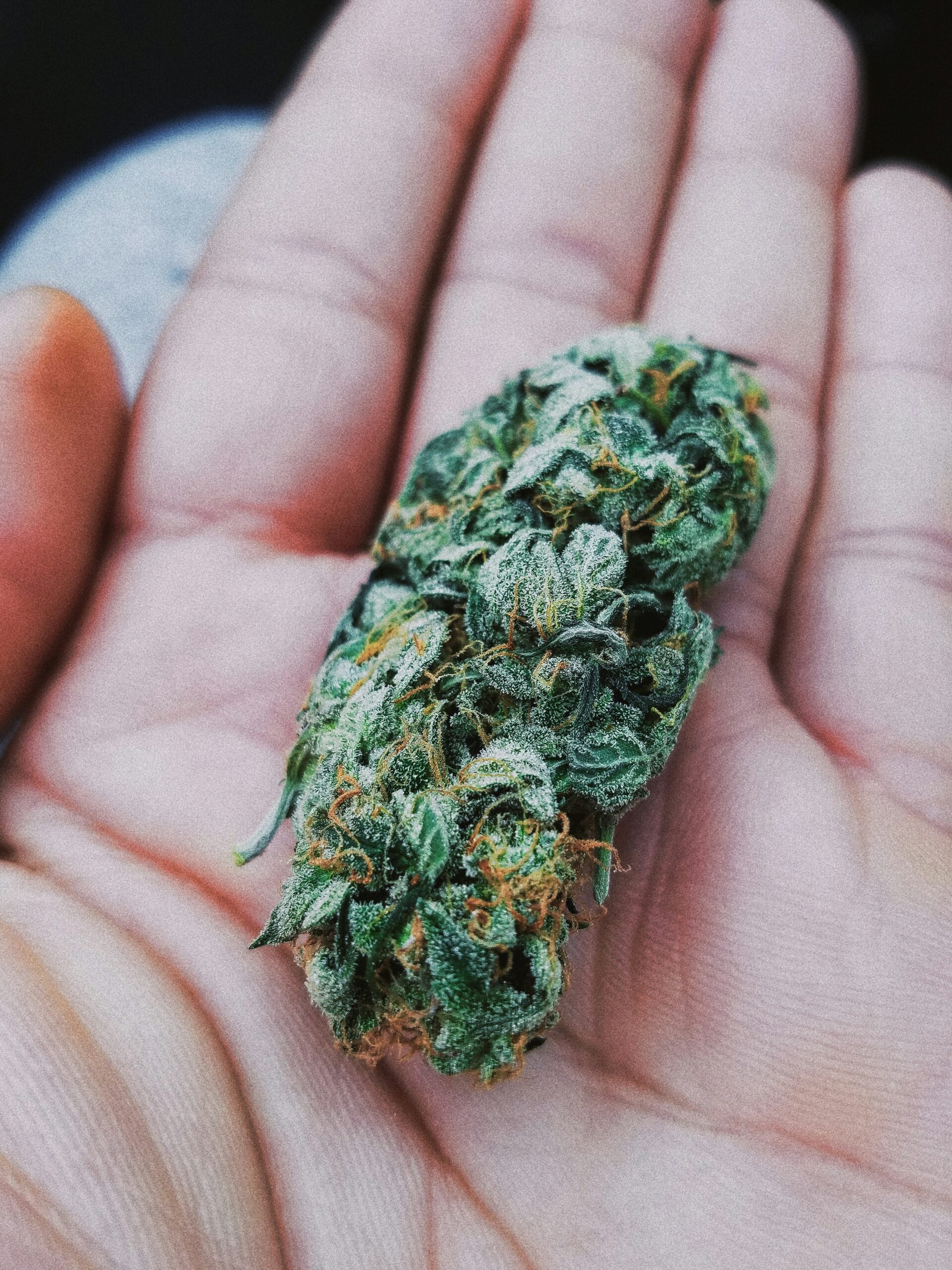weed delivery U of T Toronto